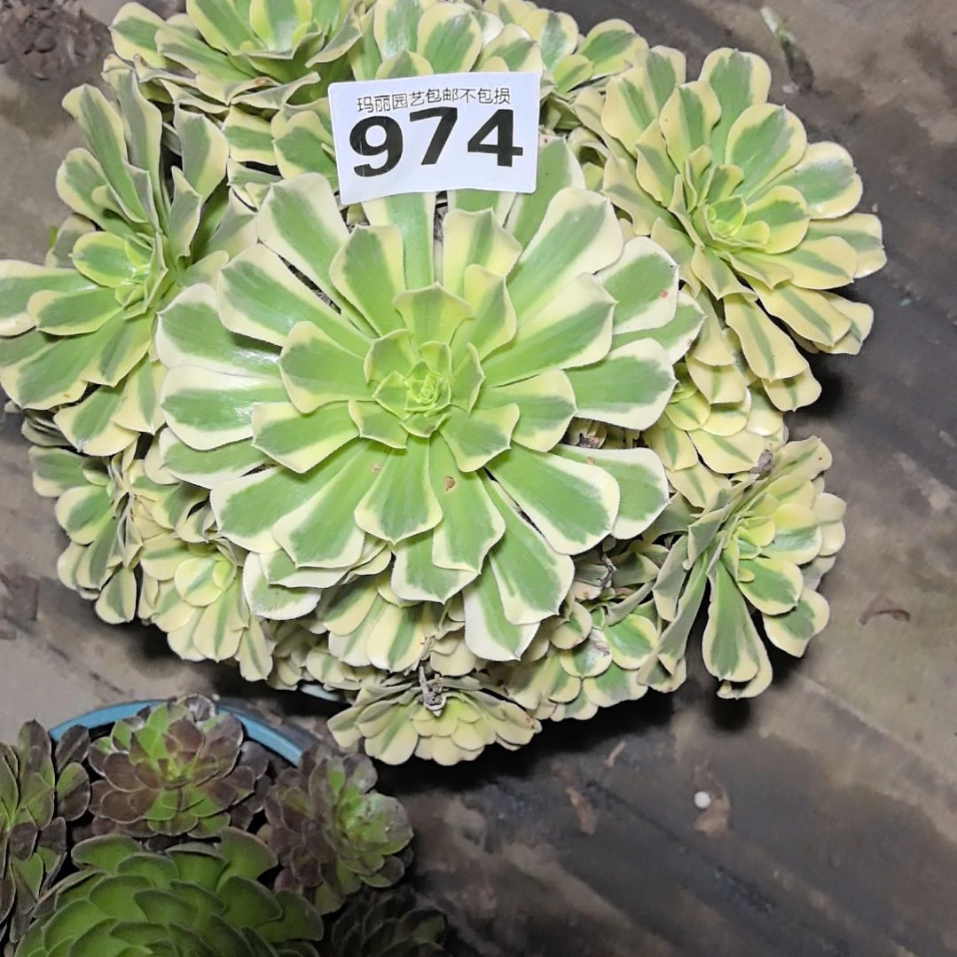 974绿豆沙花花2-16法师