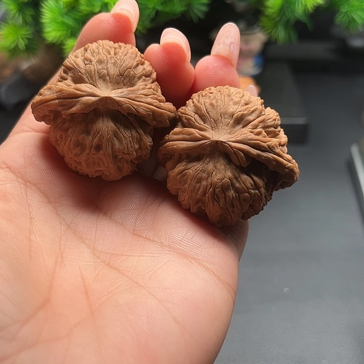核桃41 白狮子全品