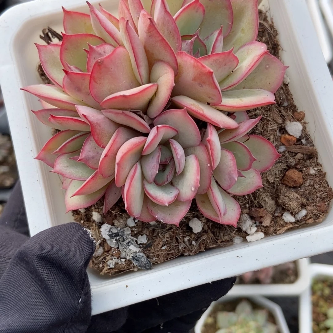 948牡丹亭多肉植物