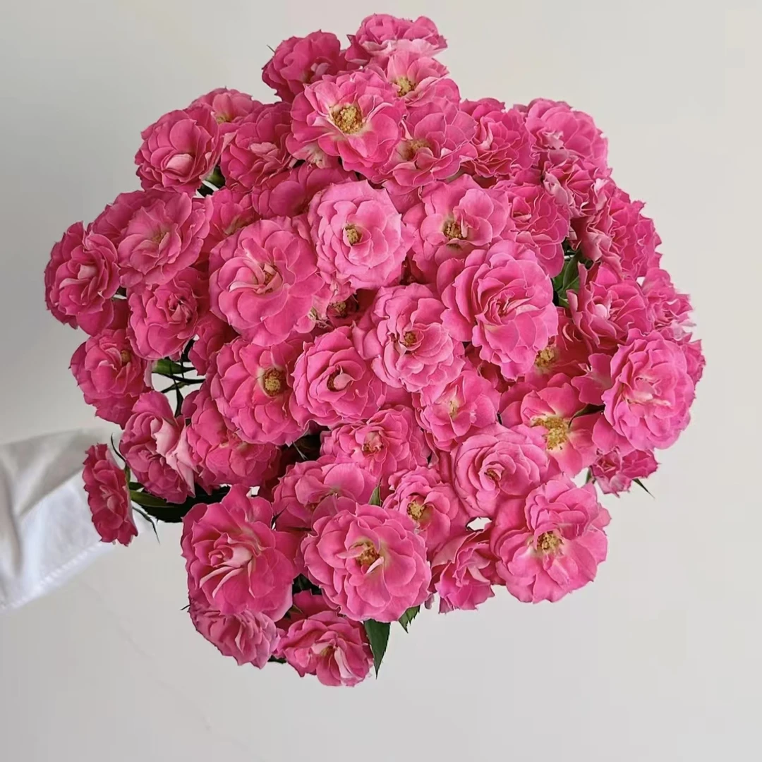 【一品花集】【桃之灼】多头玫瑰10支 （注意：带包装醒花哦~）