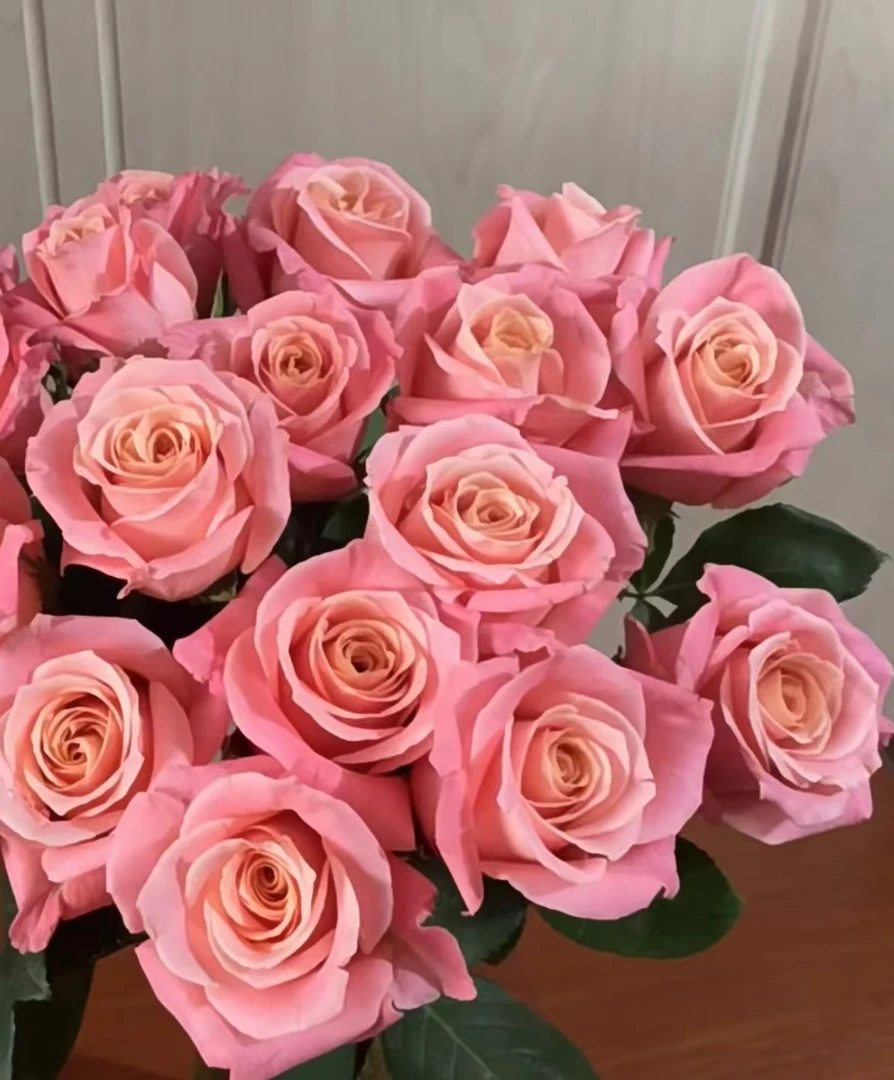 猪小姐玫瑰鲜切花-云南基地新鲜现采现发-收到货需要醒花6-8小时