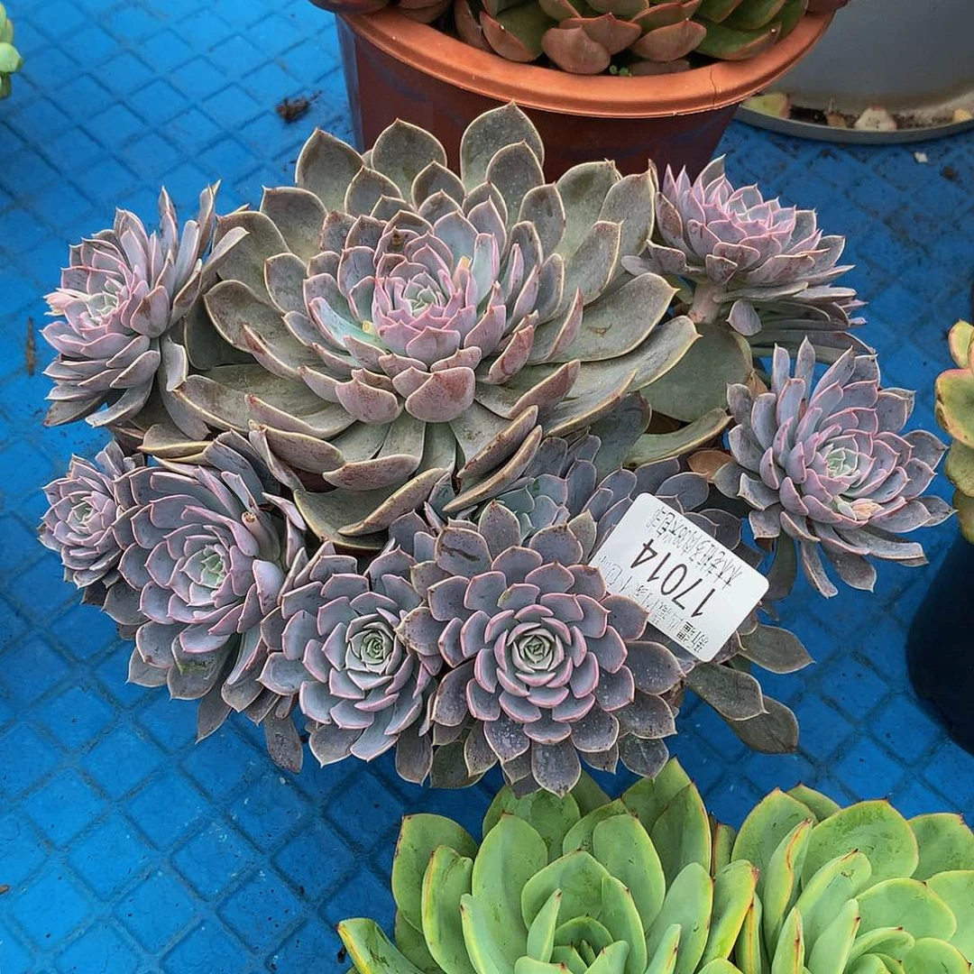 御***姐         天赐17014