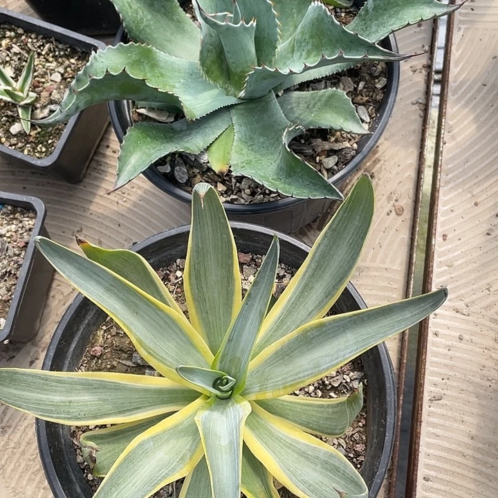 c****无花朵龙舌兰绿色植物