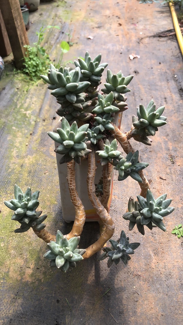 多肉植物乌拉克拉悬崖老桩精控 孤品