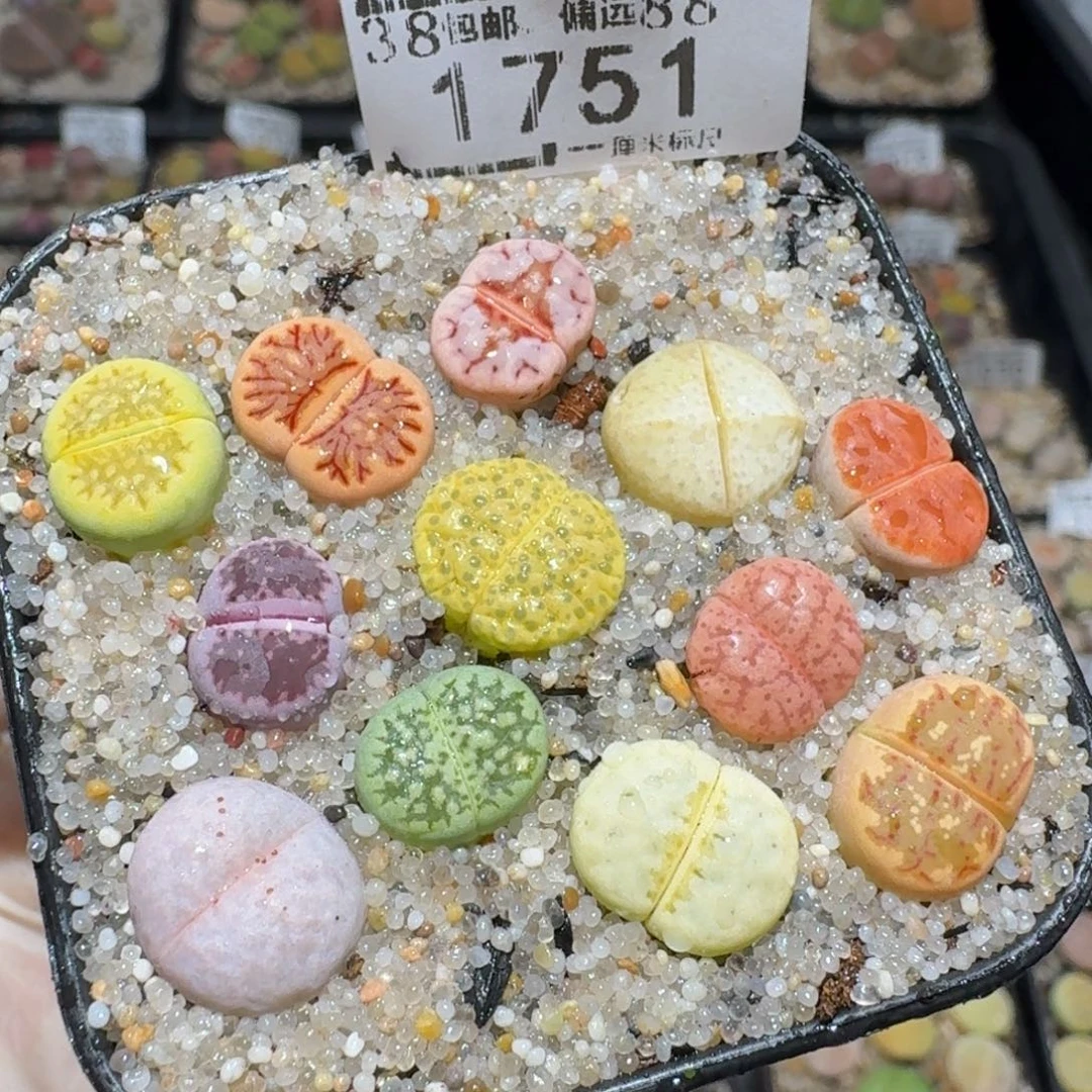 zzz生石花肉锥1751