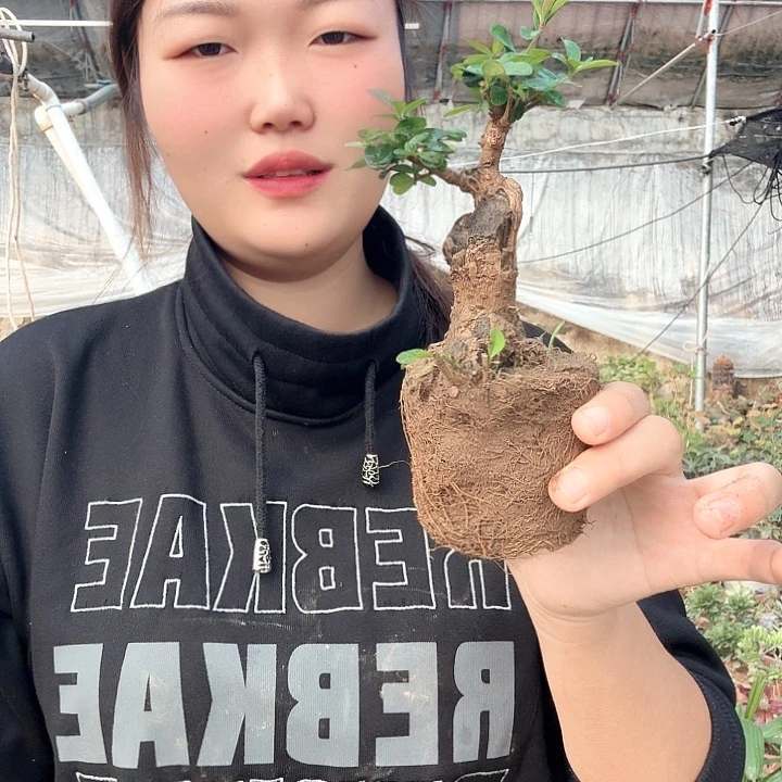 用***6无花朵米东米东米东