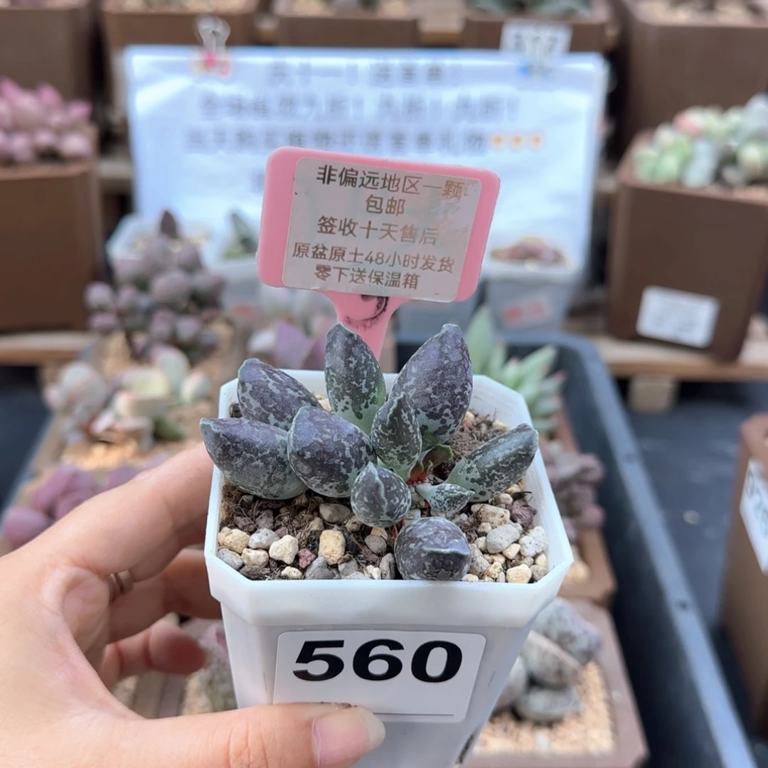560二代紫海报多肉植物