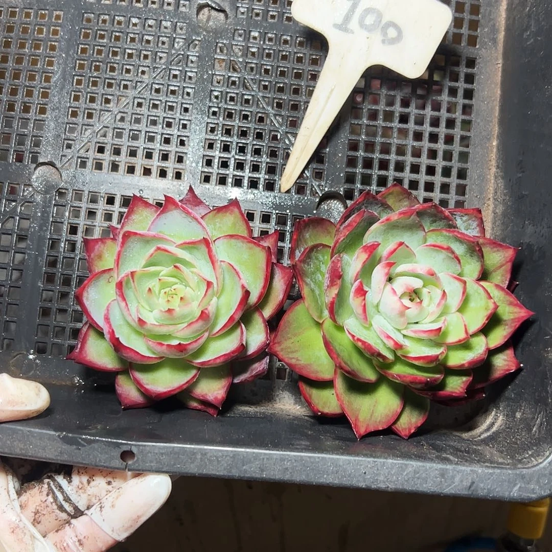 惊鸿仙子两颗100号