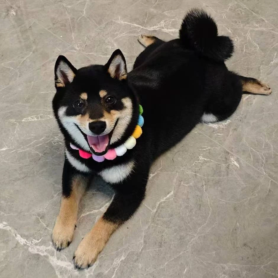 旧【名宠旺族】活体狗狗