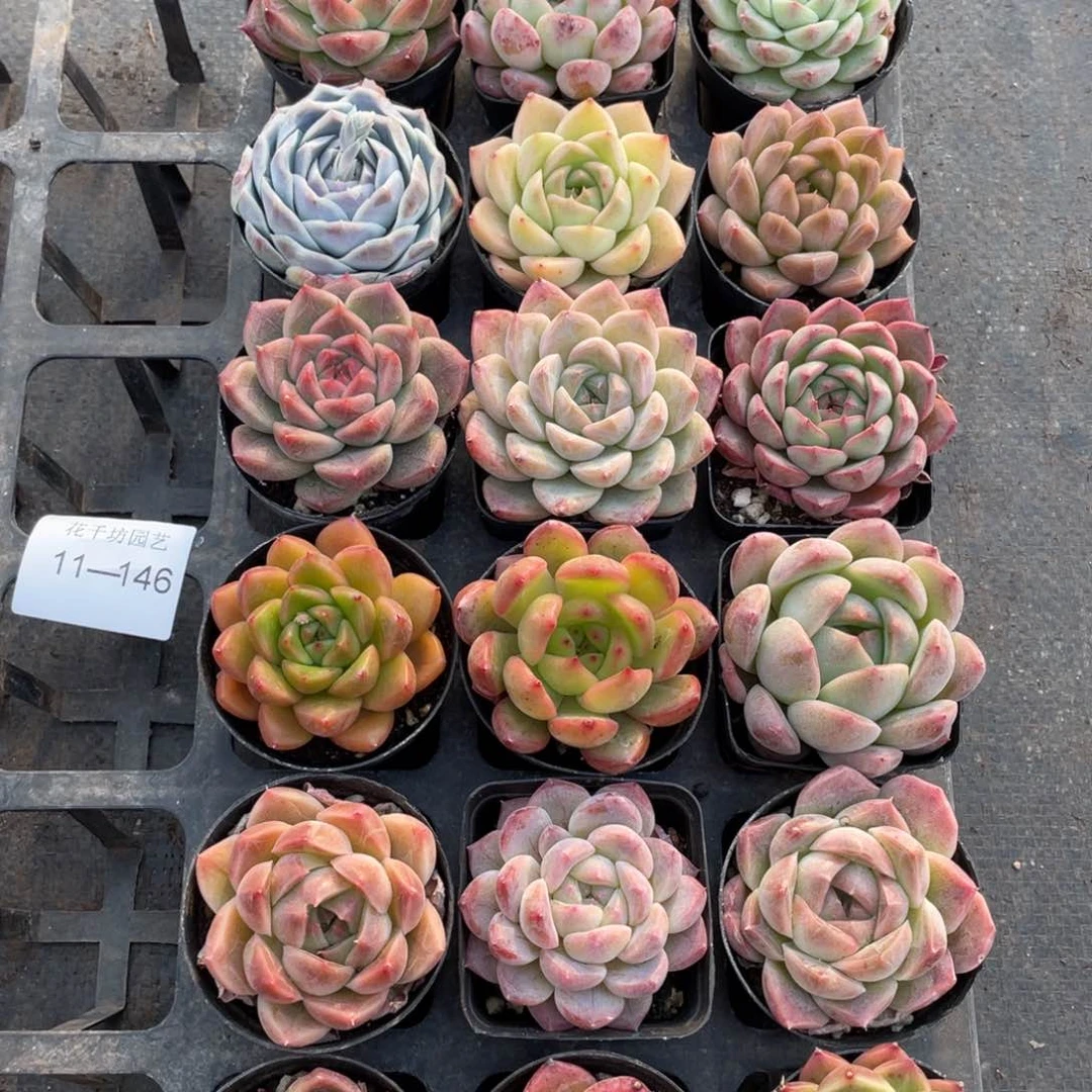 一物一拍18棵11-146