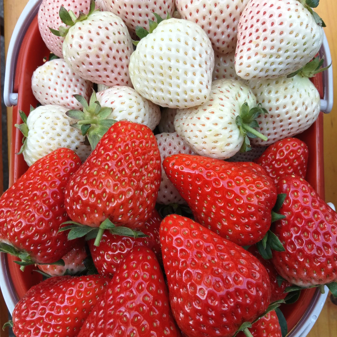 丹东白雪公主中大果+巧克力草莓中大果  1.5千克