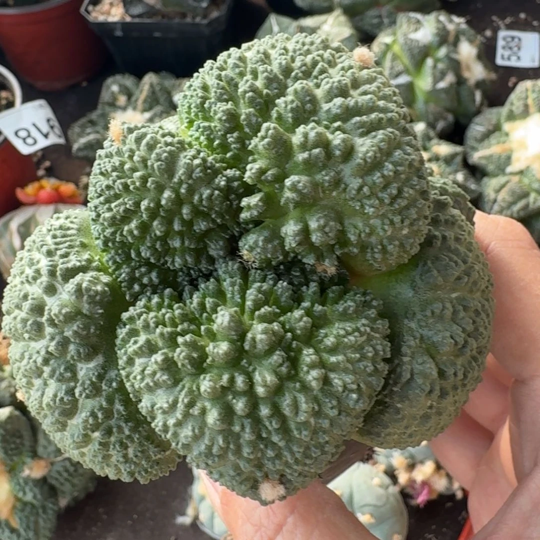 【闪购商品】超大尤哥斯拉960