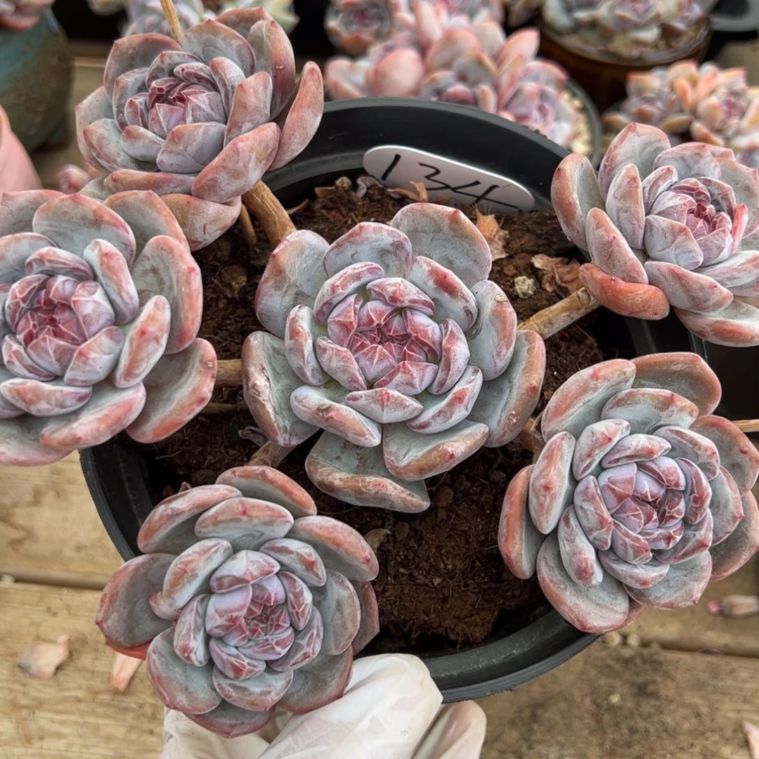 六头趴地紫心暗纹