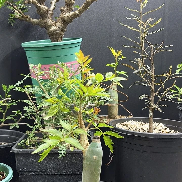 芳香橄榄一物一拍