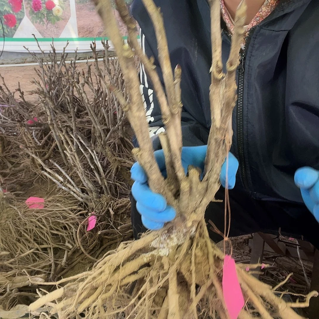 从生牡丹苗裸根发货
