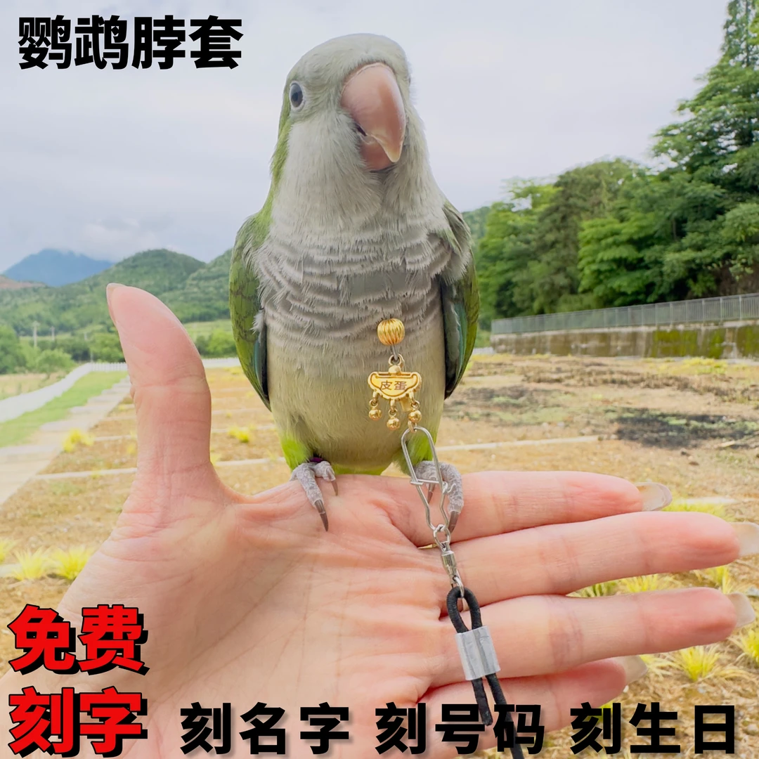 鹦鹉脖套定制玄凤小太阳和尚金太阳鹦鹉脖套刻字栓鸟放飞脖圈
