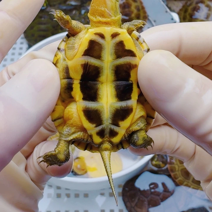 手***饼母宠物龟2222222222