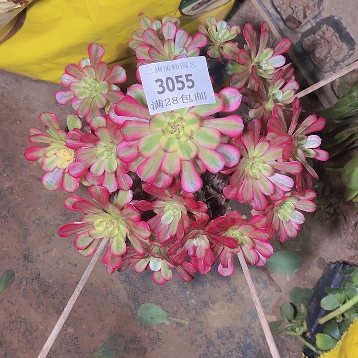 丫****单3055潘帕斯多肉植物