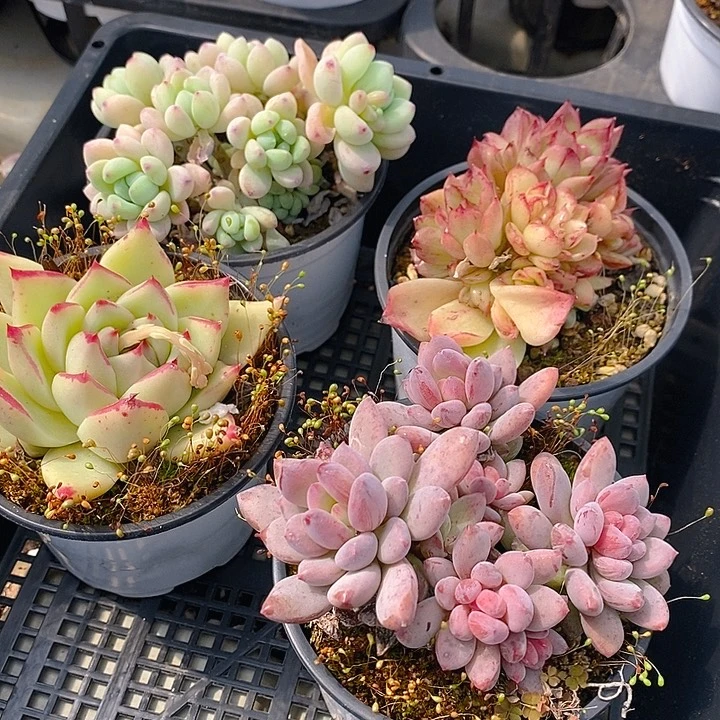 145 多肉植物盆栽花卉植物
