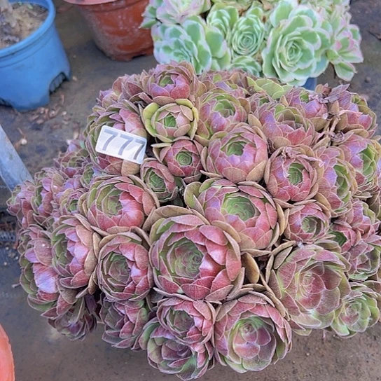 陈***君多肉植物一个沙拉碗