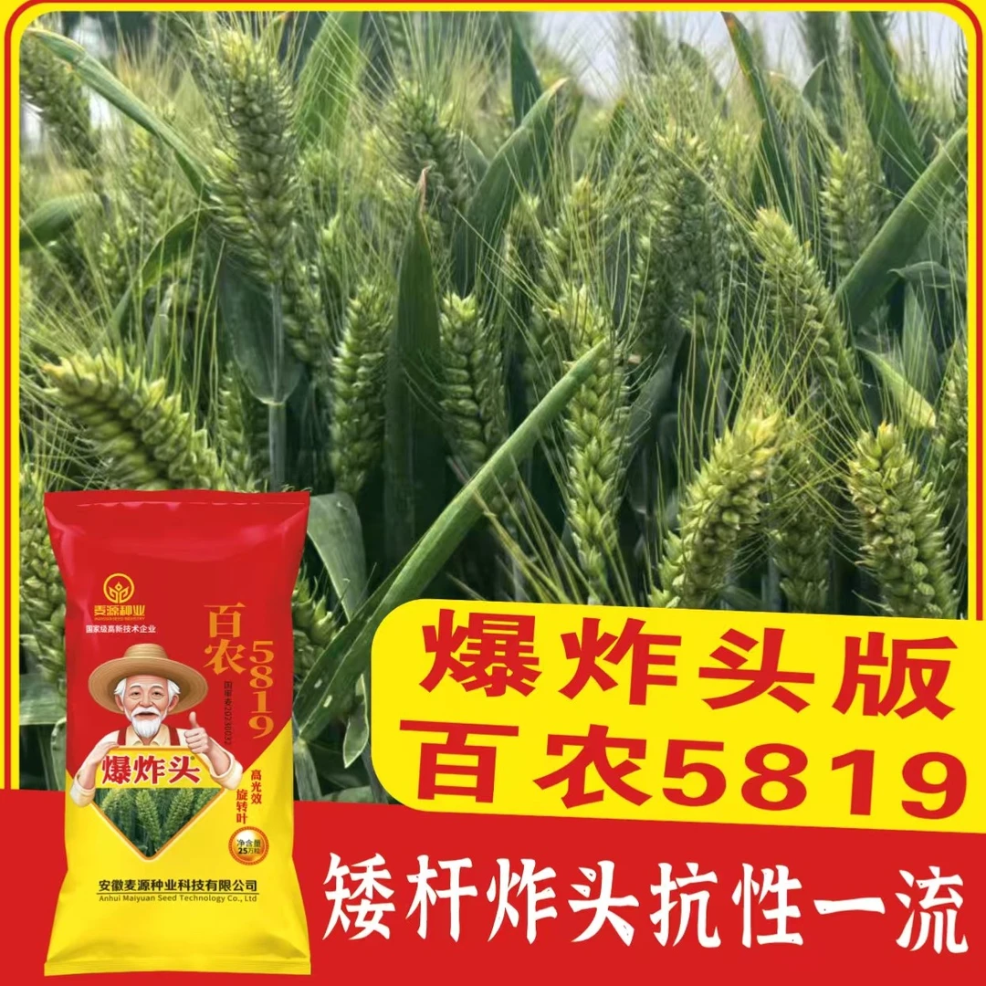 百农5819(版）大穗高产高光效小麦农作物种子抗寒抗旱抗倒伏