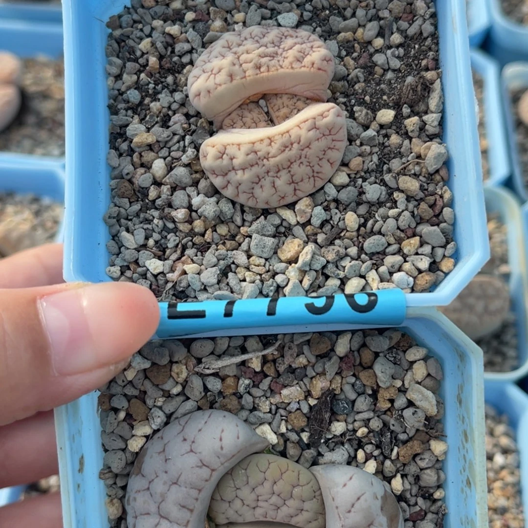 起***作7796荒2上16下11