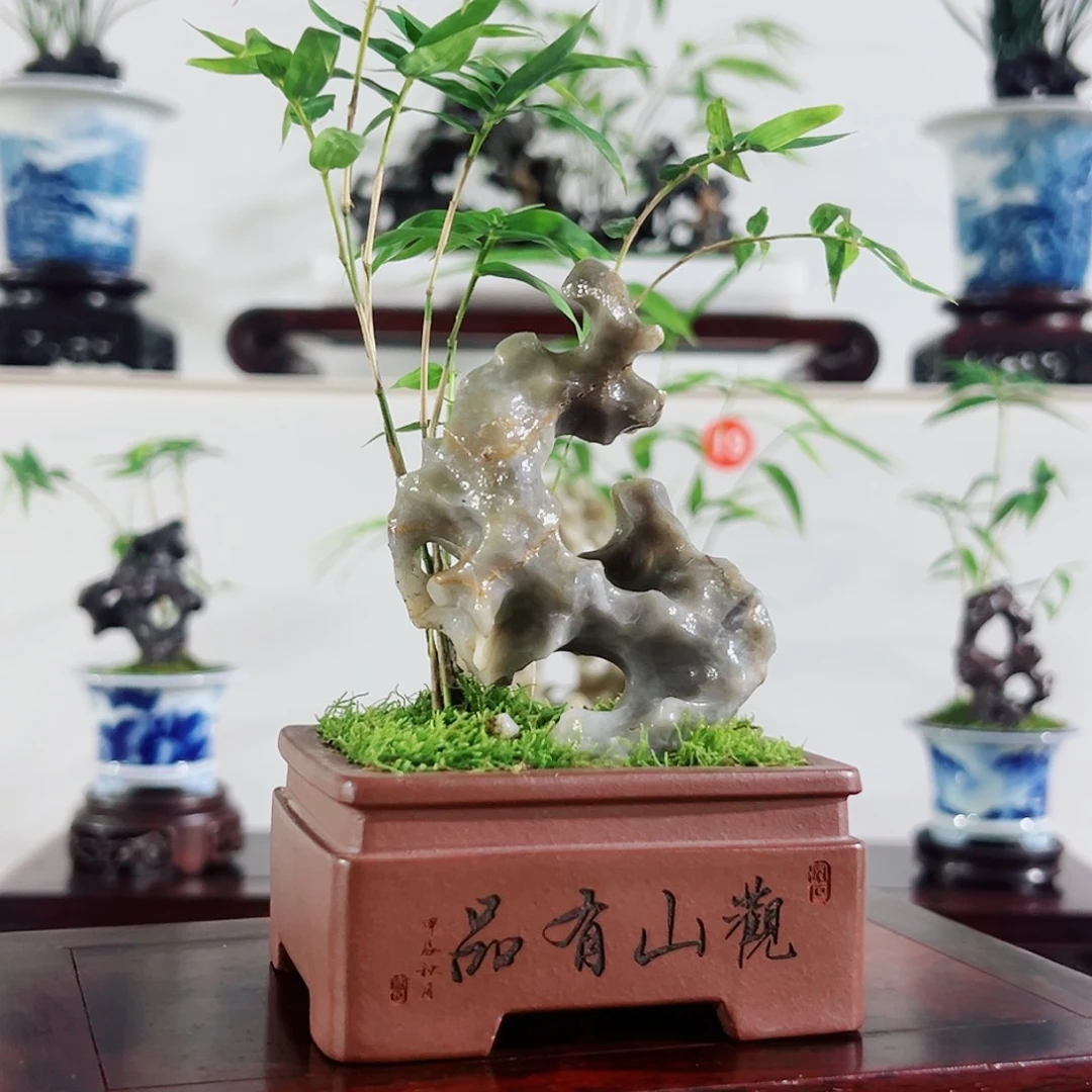 无花朵盆景，凤尾竹，玲珑石