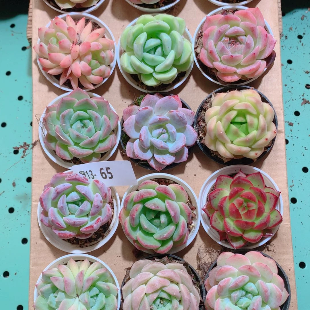 13-65一物一拍带盆18颗