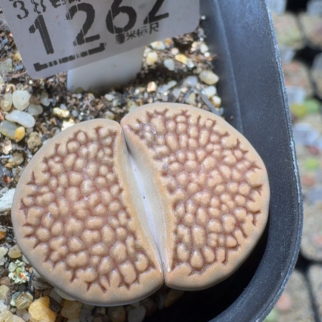 Ssss精品生石花1262大巴里