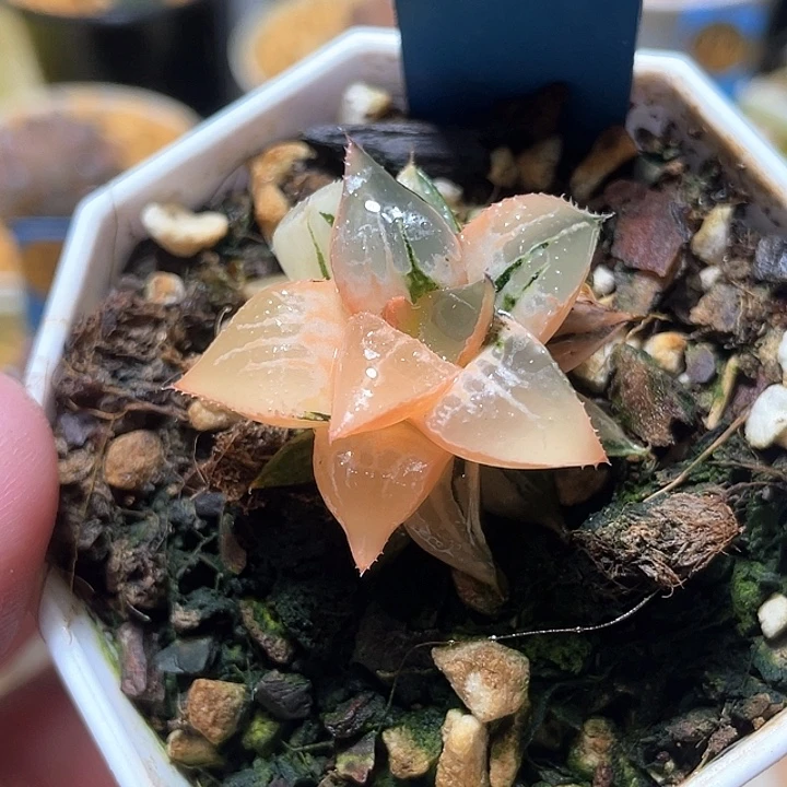 619酒吞锦特选福利