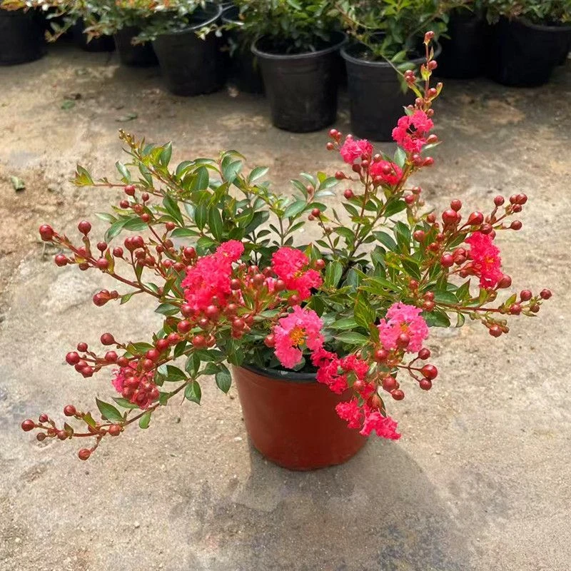 红花金紫薇 姬紫薇 粉玲珑复色花盆栽地栽室外阳台花期长耐寒耐热