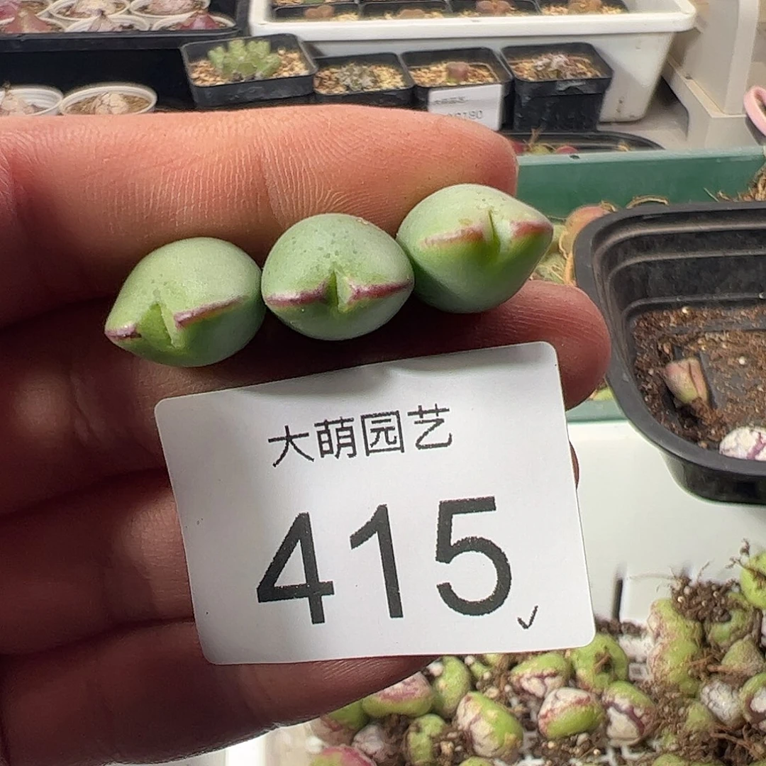 一物一拍。正版1414.71皮卡丘415