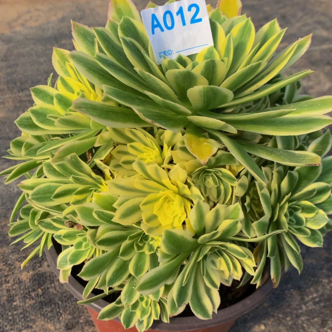 【闪购商品】012颜宁多肉