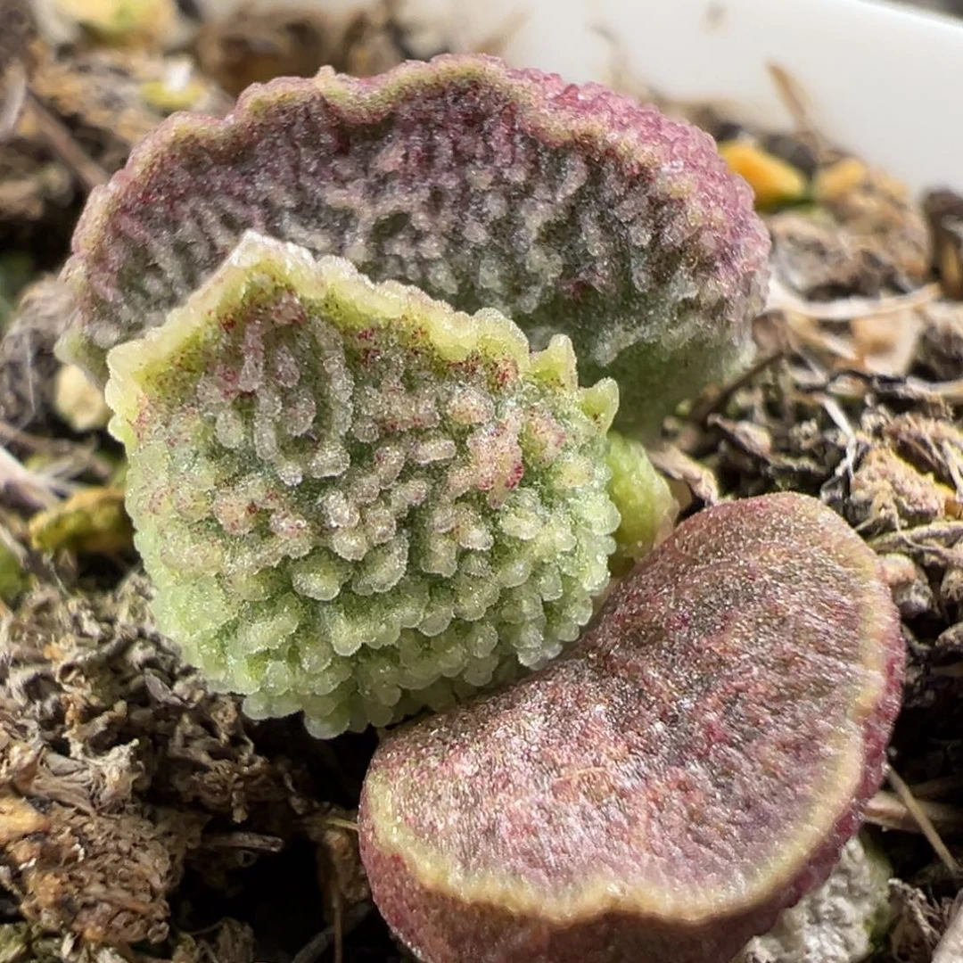 腰子型实生新品多肉植物水泡