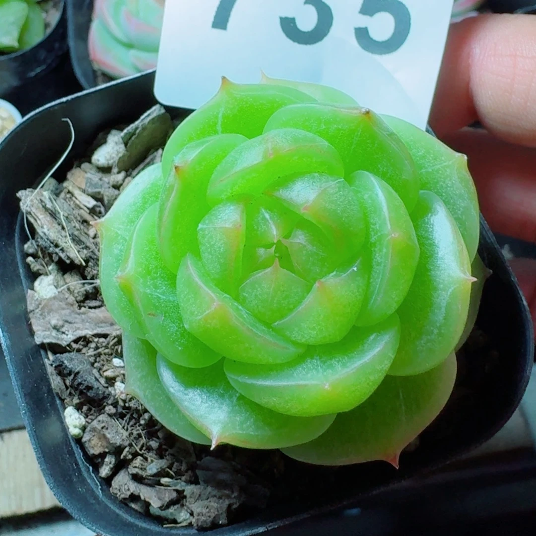 灵耀珍妮            精美多肉植物
