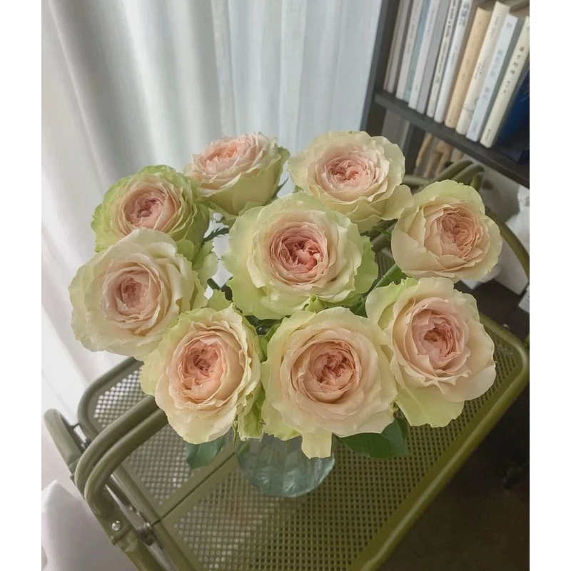 老花痴蔓越莓/漫月眉切花勤花月季玫瑰绿植花卉盆栽阳台地栽花