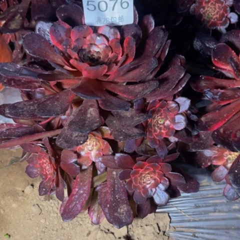 火烧云多肉多肉5076