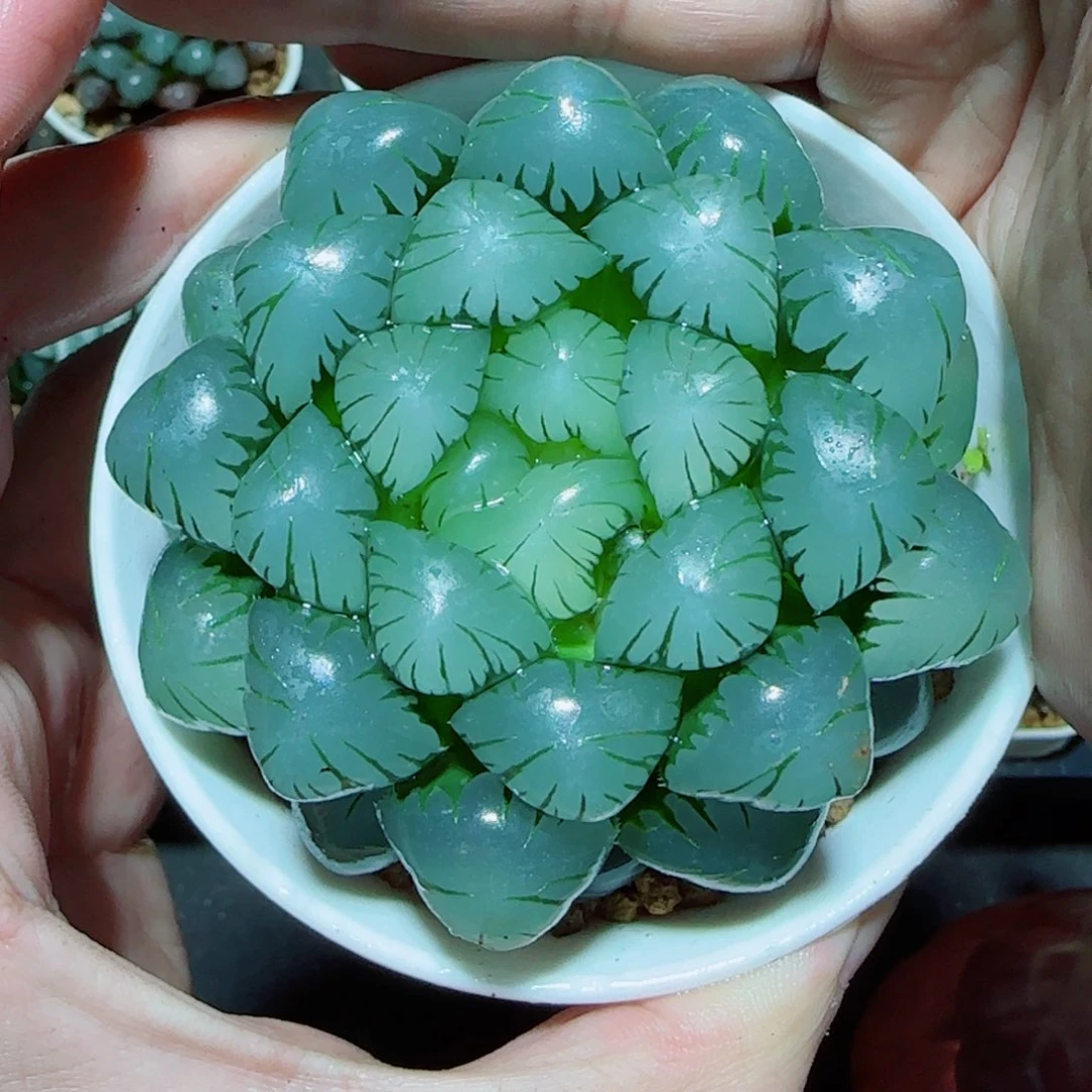 大母本冰灯多肉植物