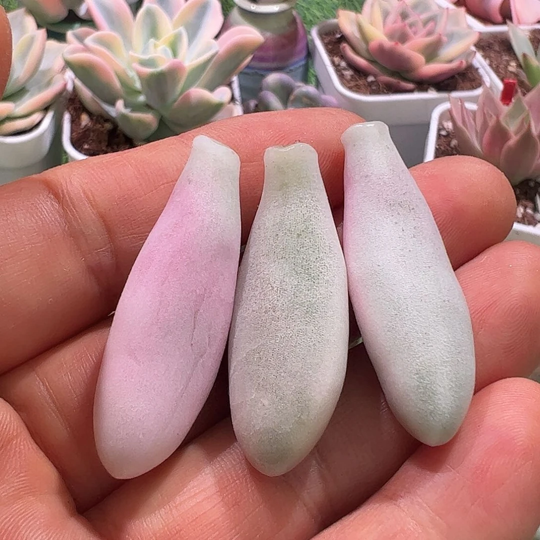 君***笑多肉植物多肉植物