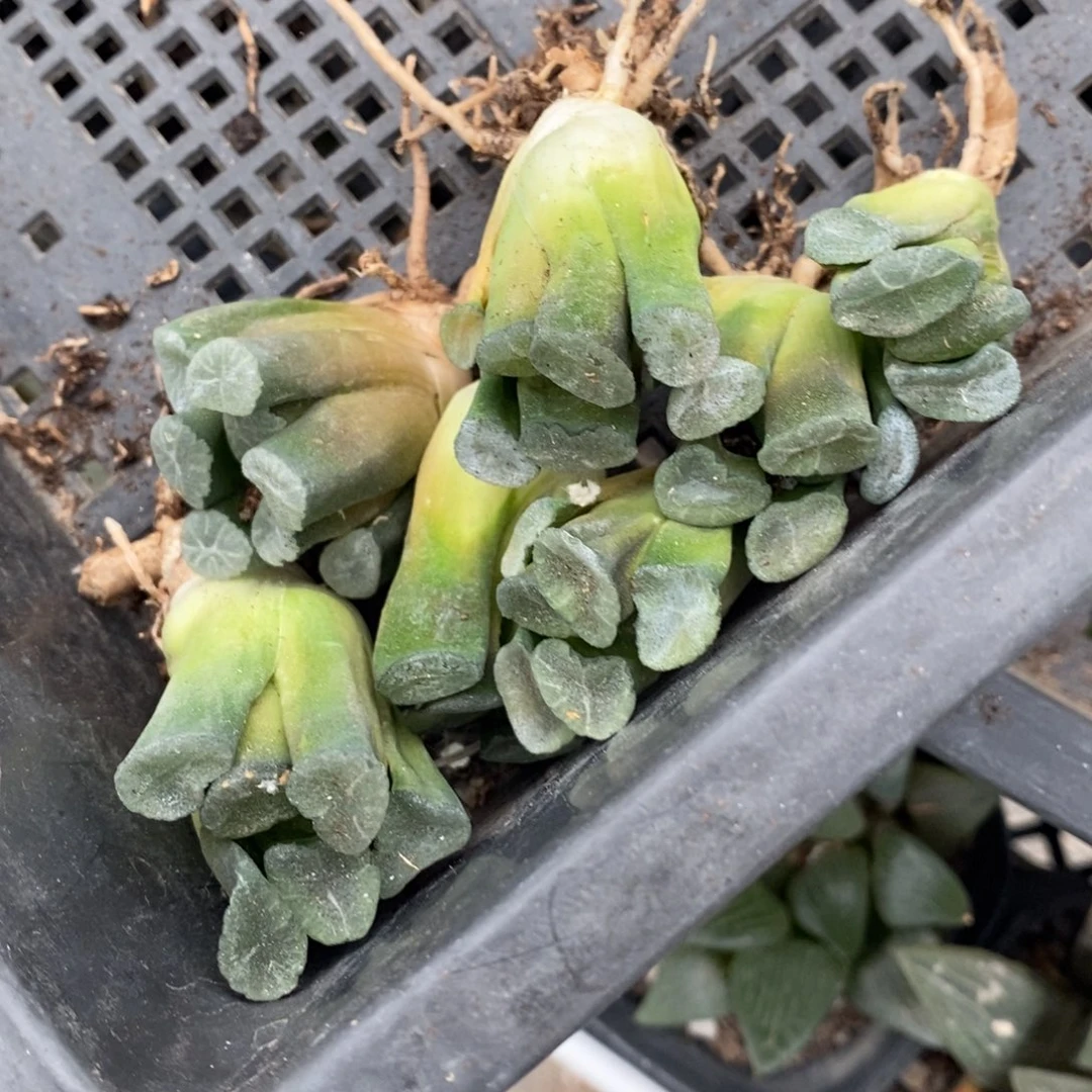 2016 一颗小鼻嘎万象。超级福利。