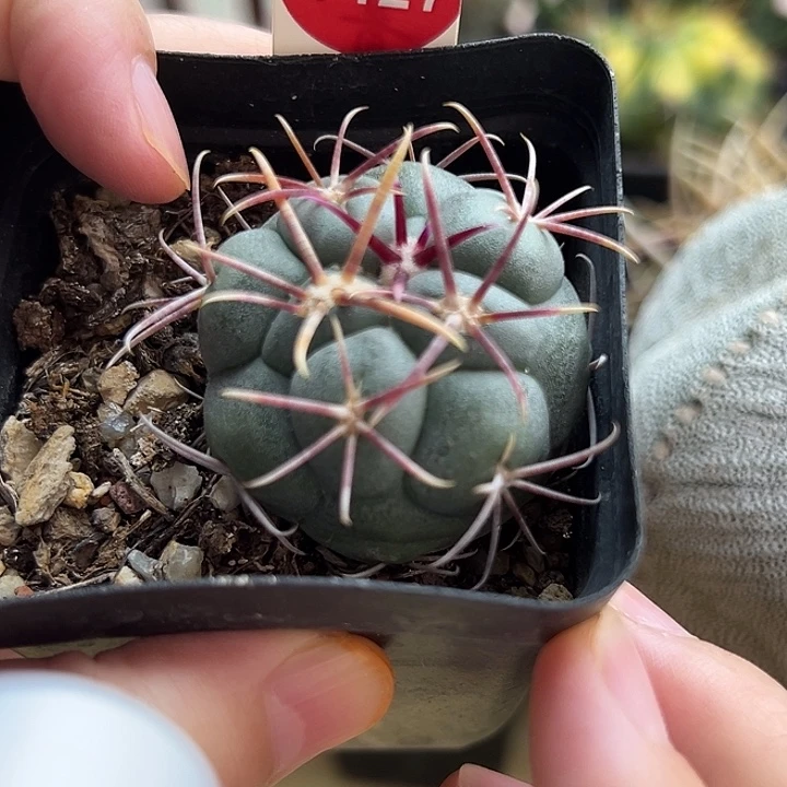实生泰刺高木绯冠龙4cm