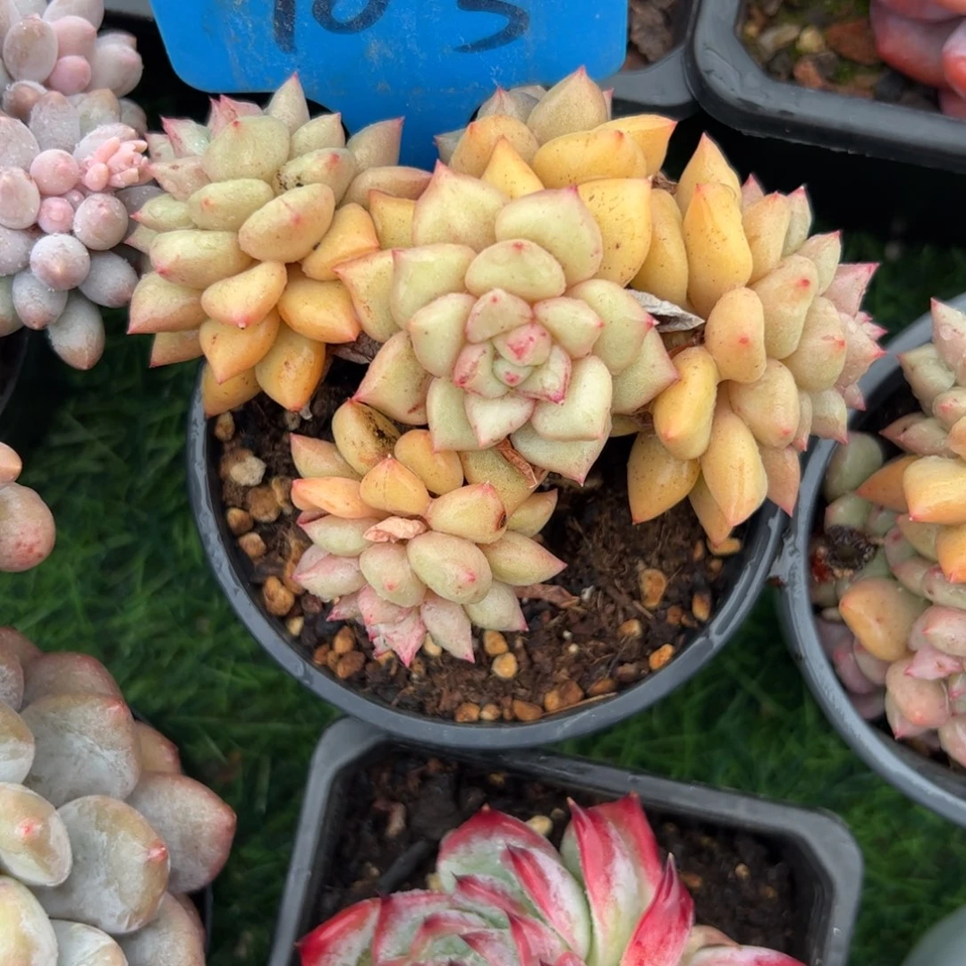 黄金象牙多肉植物