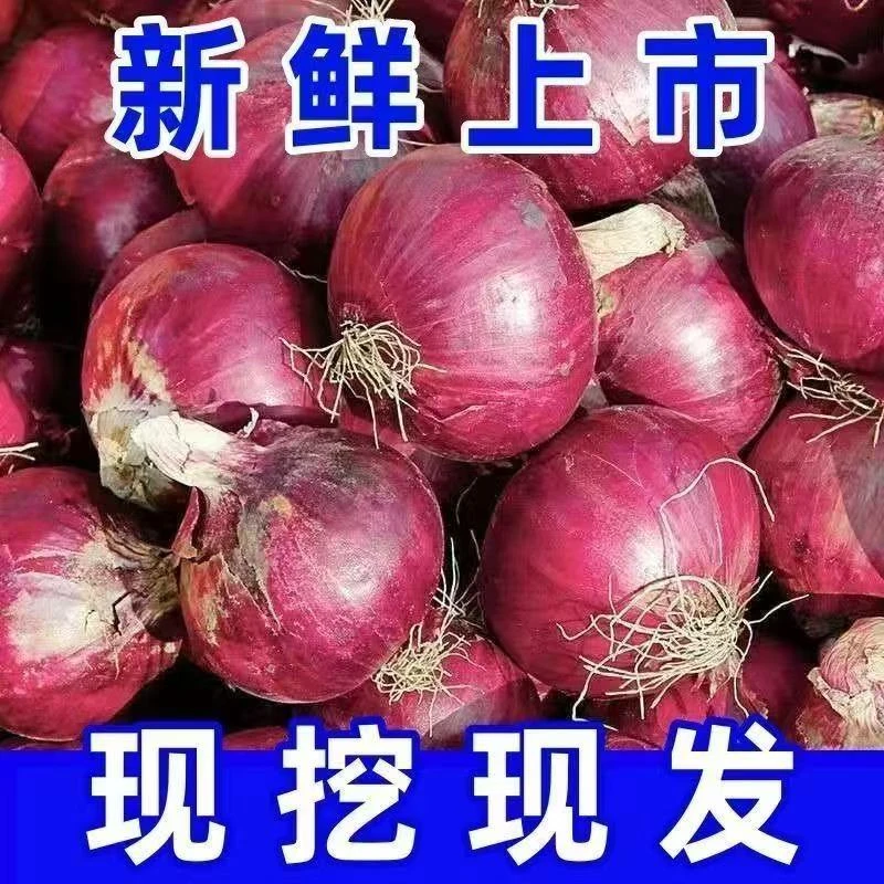 9斤批发 】头茬生吃专用洋葱新鲜紫洋葱脆甜生吃洋葱紫色微甜洋葱