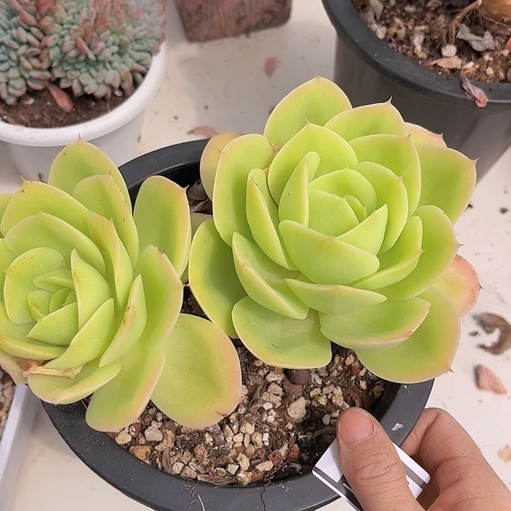 星纳塔2546多肉植物