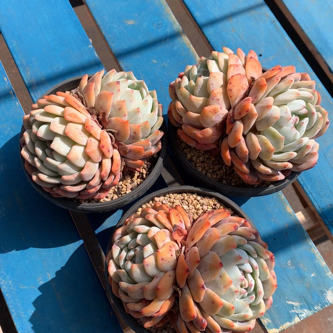 3颗双头老桩896575666