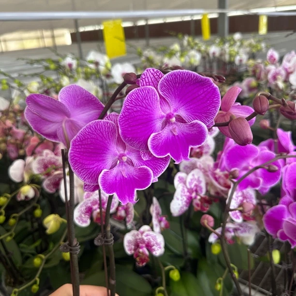 【孟菲斯】精品蝴蝶兰花室内阳台办公室高端花卉绿植盆栽年宵花