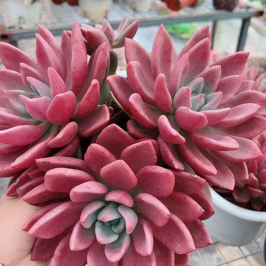 桃花源三大头起发超级大精品