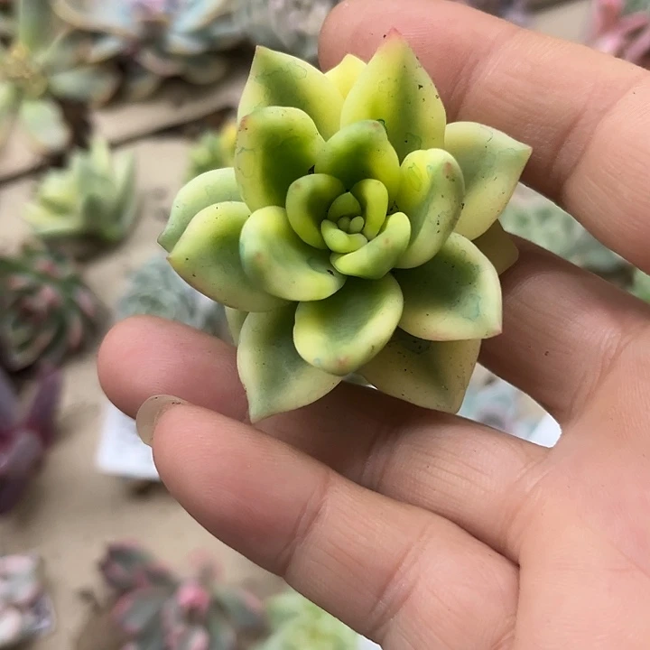 1962祝之松锦无根多肉植物
