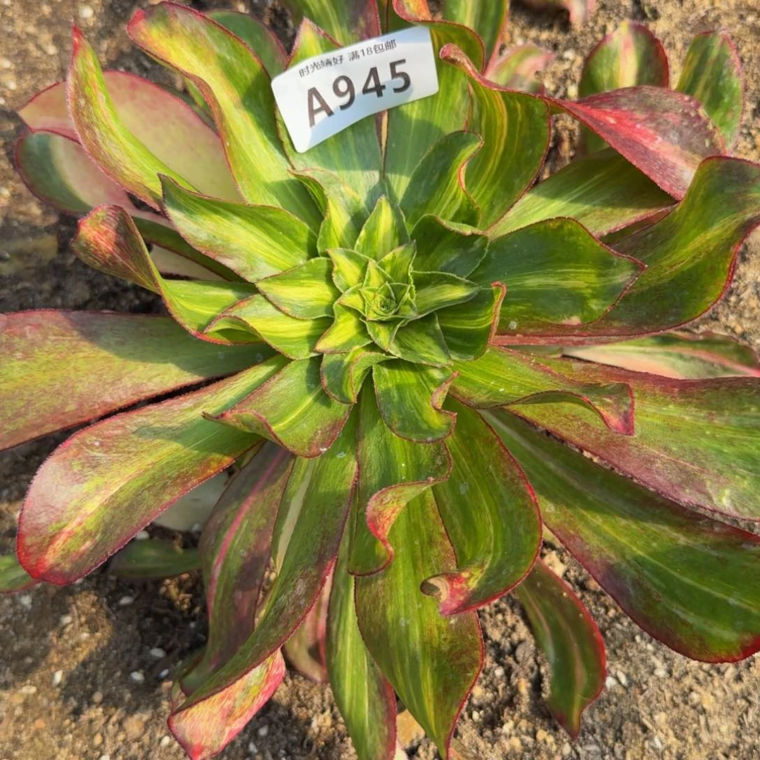 945魅影七彩中斑。多肉植物