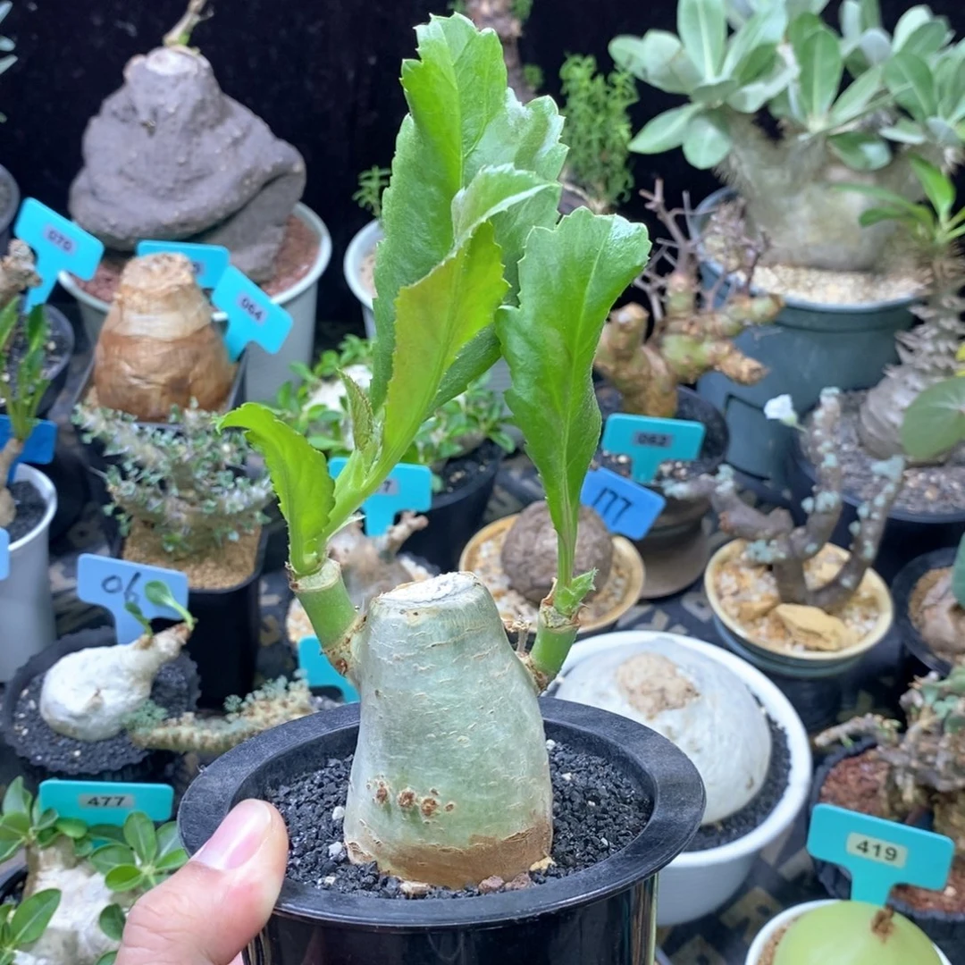 葡萄翁多肉植物一个